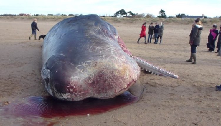 Sunfish
