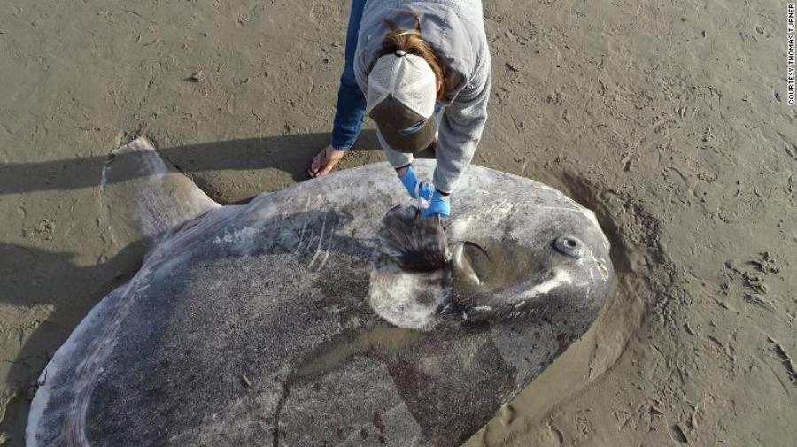 a huge strange sunfish