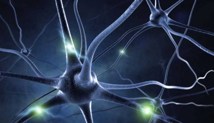 human-neuron