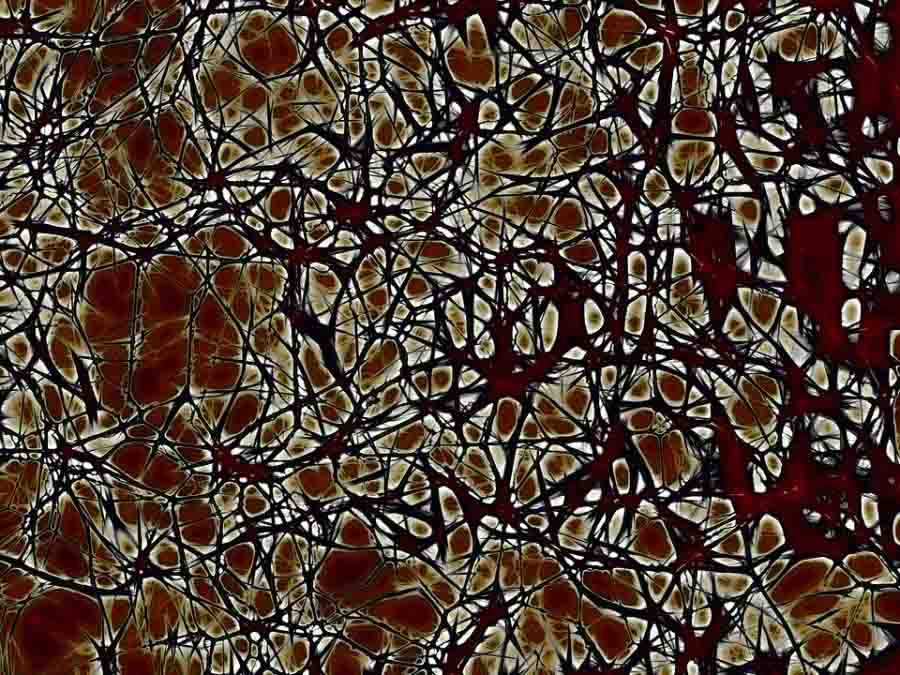 neurons