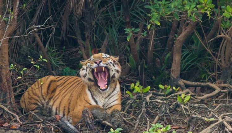 সুন্দরবন ভ্রমণবৃত্তান্ত (Sundarban Tour)