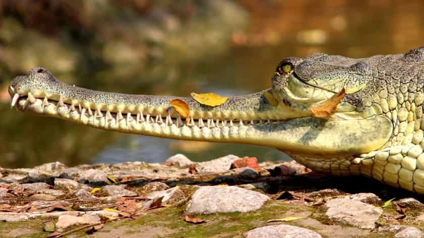Alipore zoo reptile