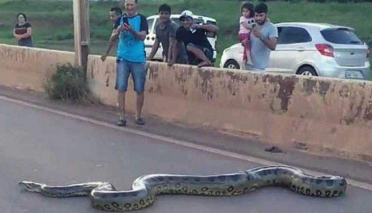 Anaconda_in_brazil