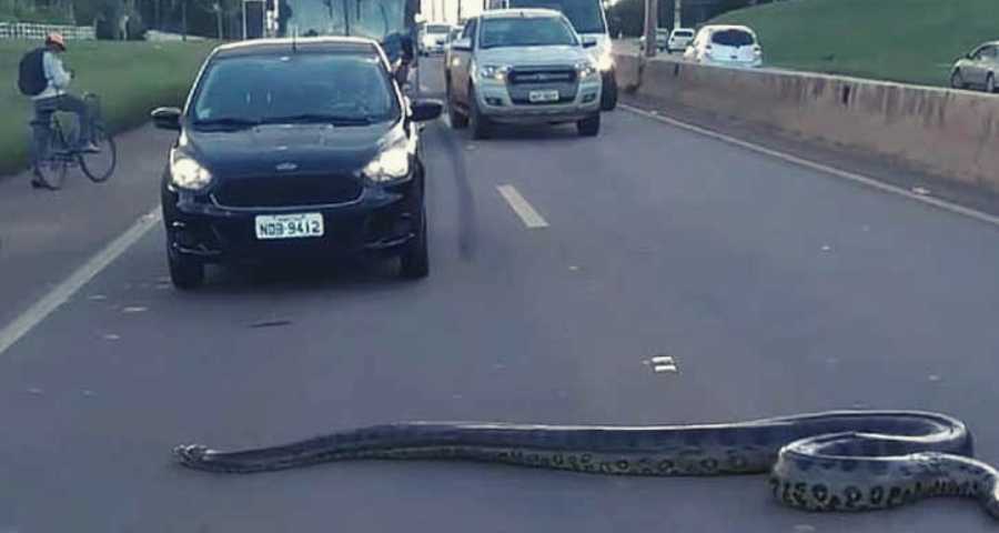 Anaconda_in_brazil