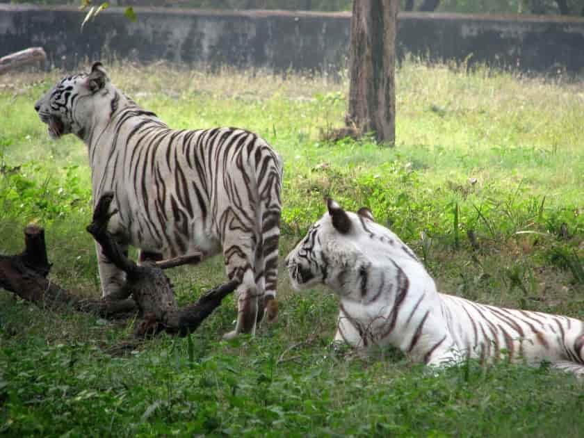 Alipore zoo tiger