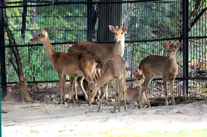 Alipore zoo creature