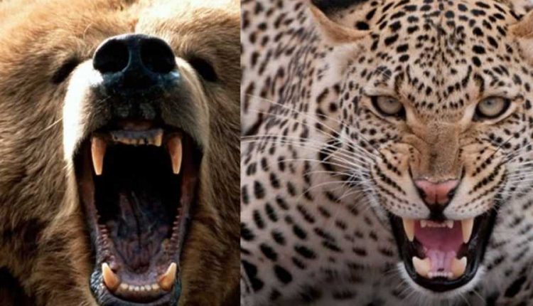 bear and leopard