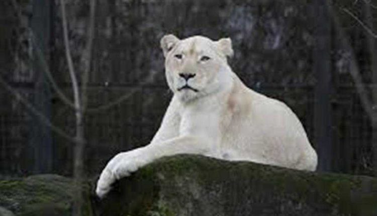 lioness_bongdunia