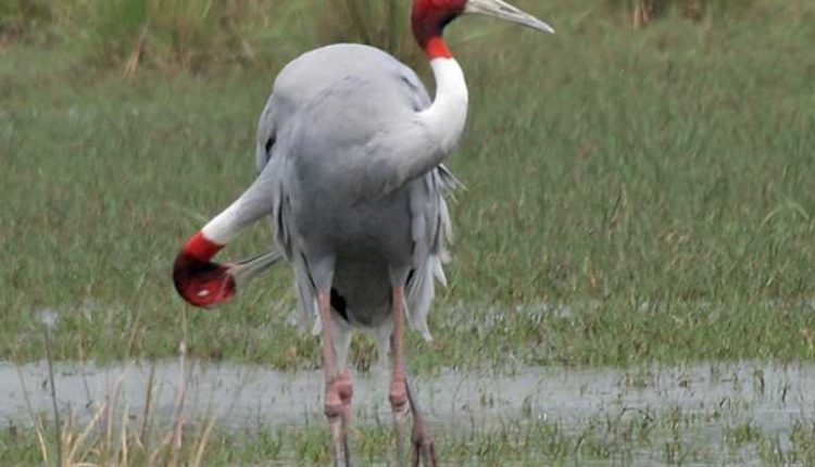 Sarus Crane