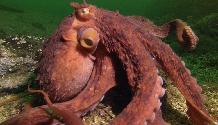 OCTOPUS