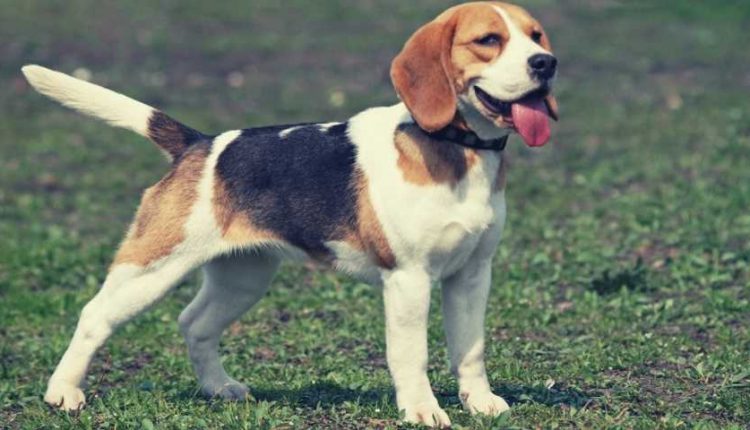 beagle