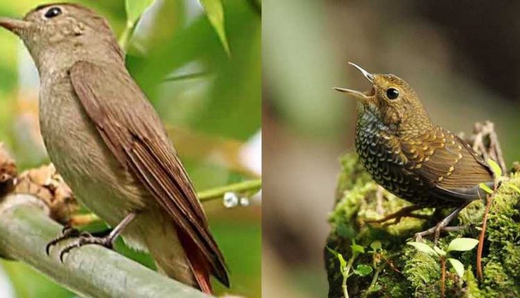 New_bird_found_in_bangladesh