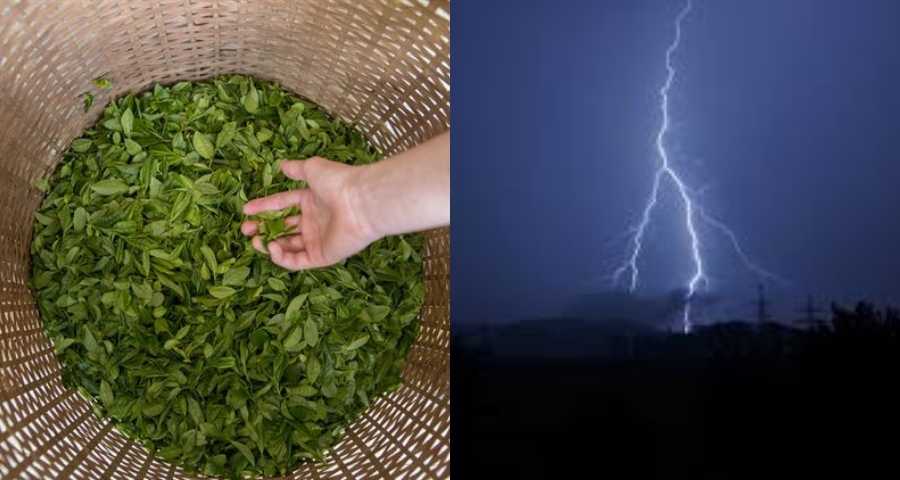 Tea_plant_bongdunia
