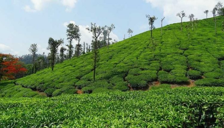 Tea_garden