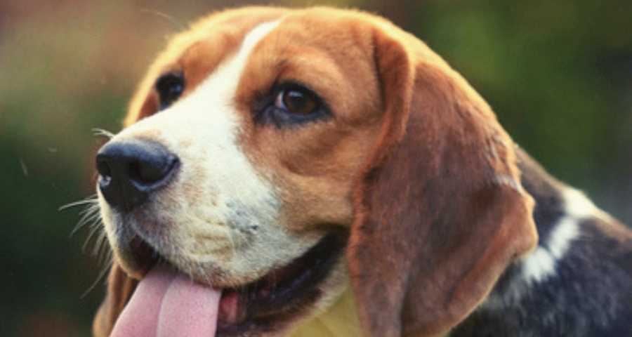 beagle-dog