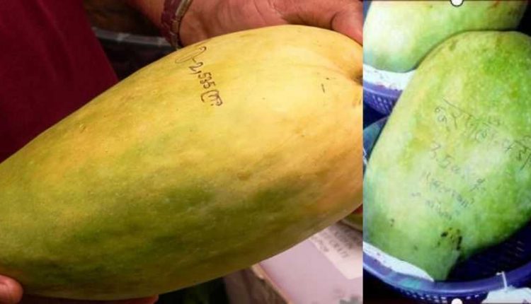 Noor Jahan mango