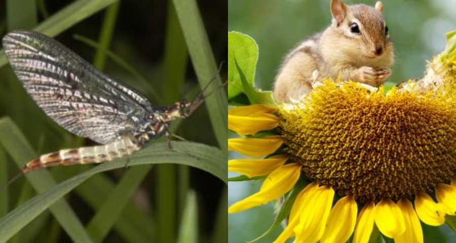 Biodiversity