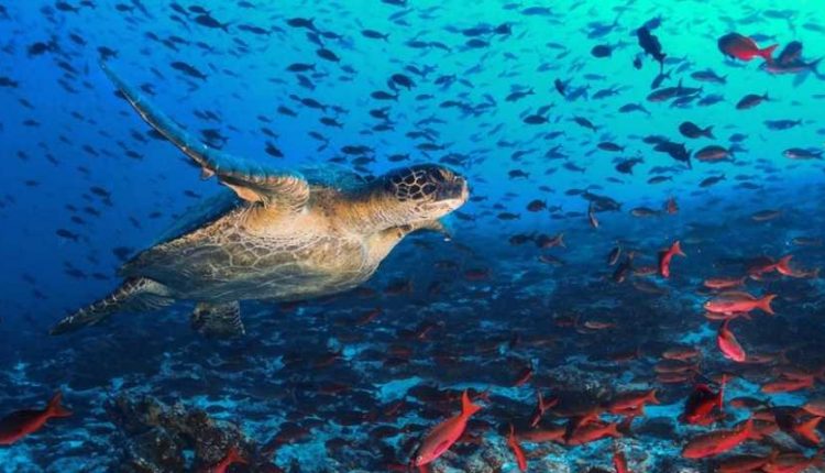 On the way to extinction, whole of the species 