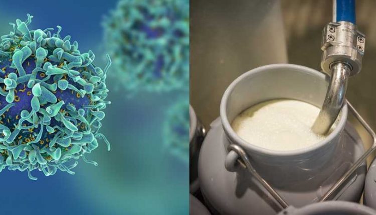 Germs_in_cow's_milk