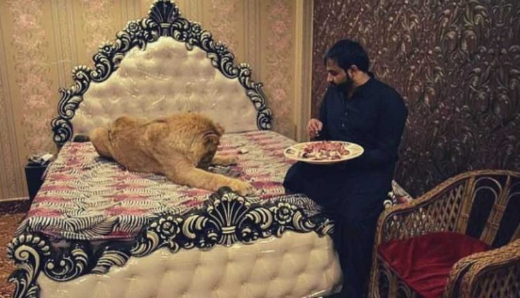 Lion_in_the_bedroom