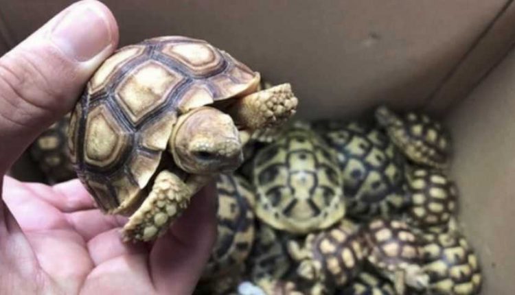 Rare-tortoise