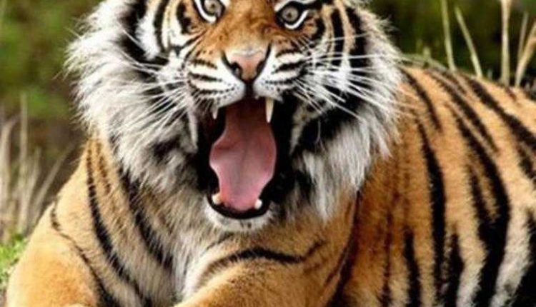 tiger