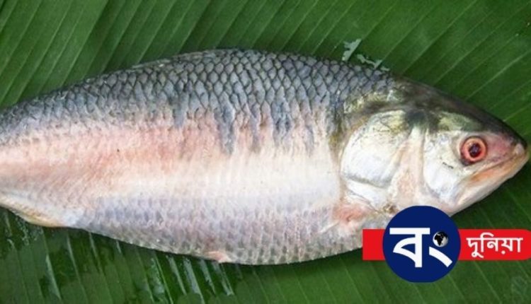 ইলিশ - কোন ইলিশের স্বাদ বেশী, পেটে ডিম আছে কিনা, কেনার আগে জেনে নিন