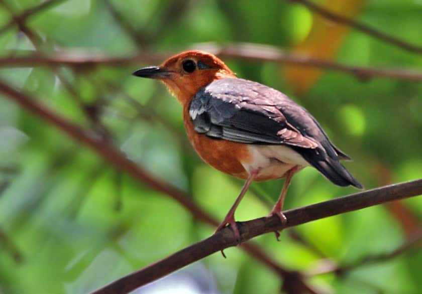 Narendrapur Bird Sanctuary