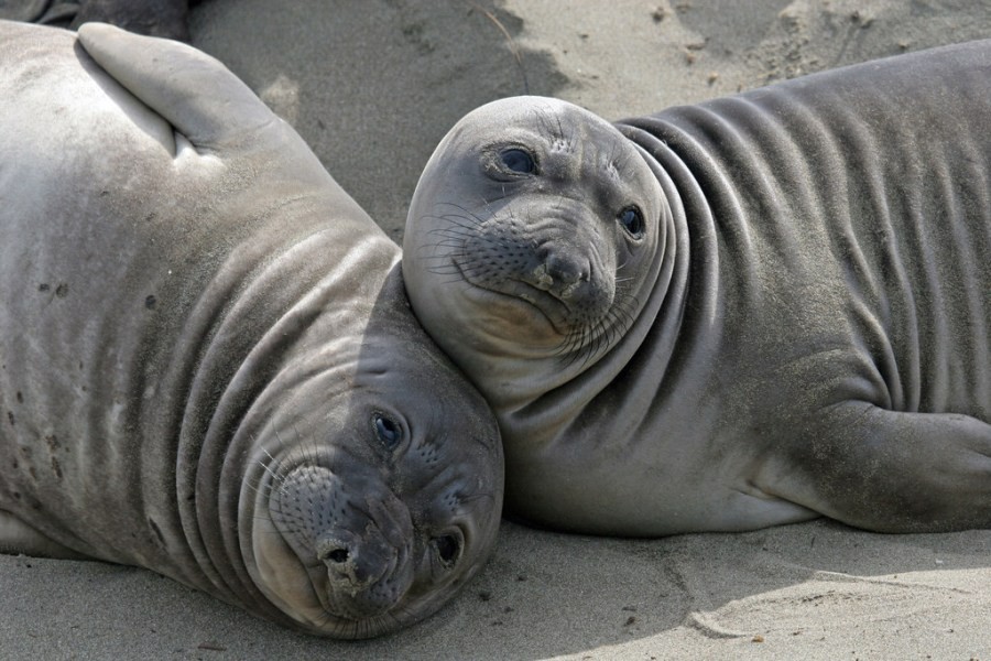 কানহীন কাস্পিয়ান সিল(Caspian Seal) – ভিডিও সহ কানহীন ক্যাস্পিয়ান সিল