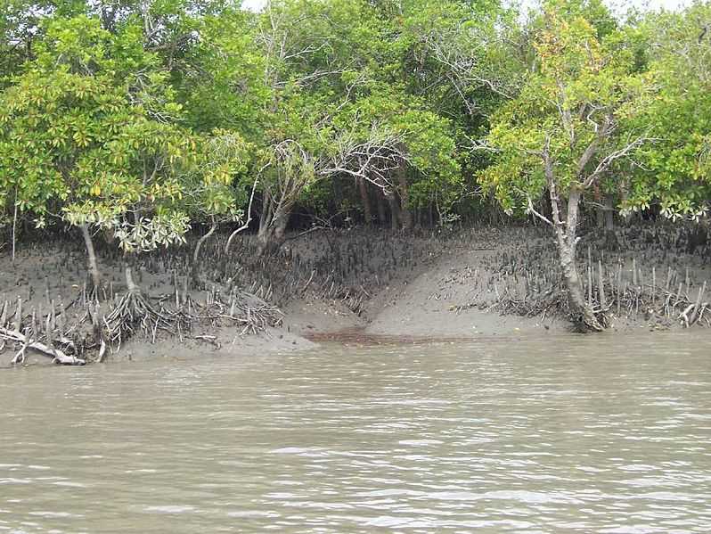 সুন্দরবন ভ্রমণবৃত্তান্ত (Sundarban Tour) - Sunderban Tourism 1 সুন্দরবন ভ্রমণবৃত্তান্ত (Sundarban Tour) - Sunderban Tourism 1