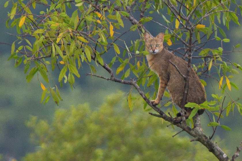 সুন্দরবন ভ্রমণবৃত্তান্ত (Sundarban Tour) - Sunderban Tourism 2 সুন্দরবন ভ্রমণবৃত্তান্ত (Sundarban Tour) - Sunderban Tourism 2