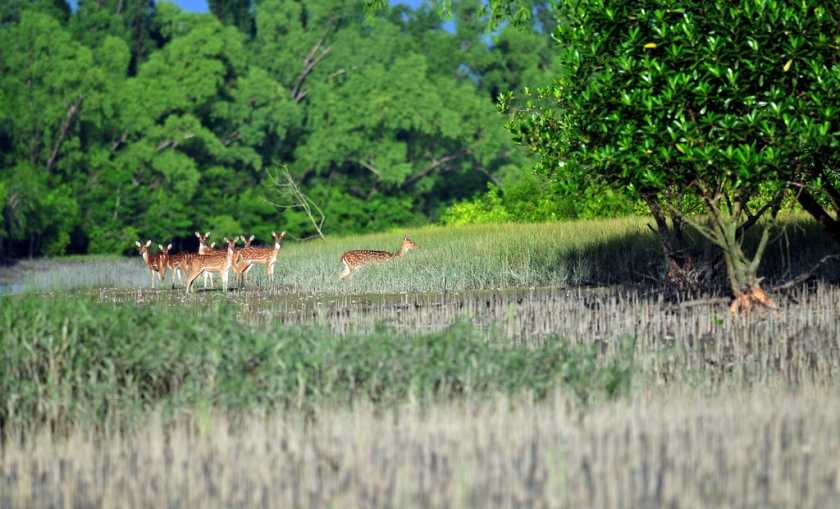 সুন্দরবন ভ্রমণবৃত্তান্ত (Sundarban Tour) - Sunderban Tourism 3 সুন্দরবন ভ্রমণবৃত্তান্ত (Sundarban Tour) - Sunderban Tourism 3