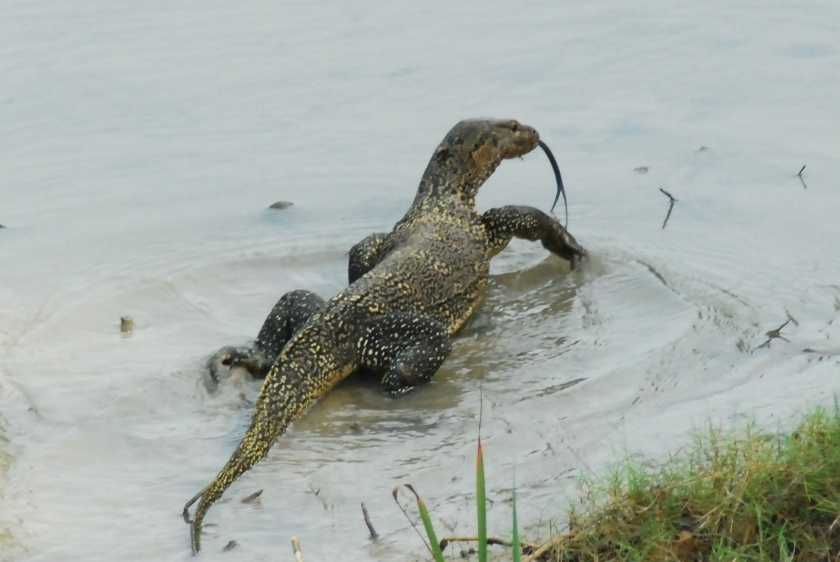 সুন্দরবন ভ্রমণবৃত্তান্ত (Sundarban Tour) - Sunderban Tourism 6 সুন্দরবন ভ্রমণবৃত্তান্ত (Sundarban Tour) - Sunderban Tourism 6