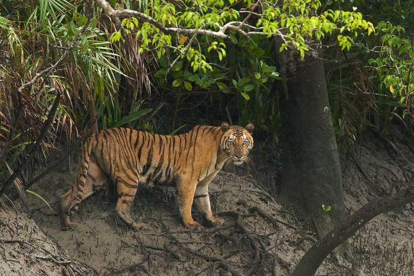 সুন্দরবন ভ্রমণবৃত্তান্ত (Sundarban Tour) - Sunderban Tourism 5 সুন্দরবন ভ্রমণবৃত্তান্ত (Sundarban Tour) - Sunderban Tourism 5