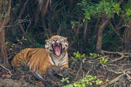 সুন্দরবন ভ্রমণবৃত্তান্ত (Sundarban Tour) – Sunderban Tourism সুন্দরবন ভ্রমণবৃত্তান্ত (Sundarban Tour)