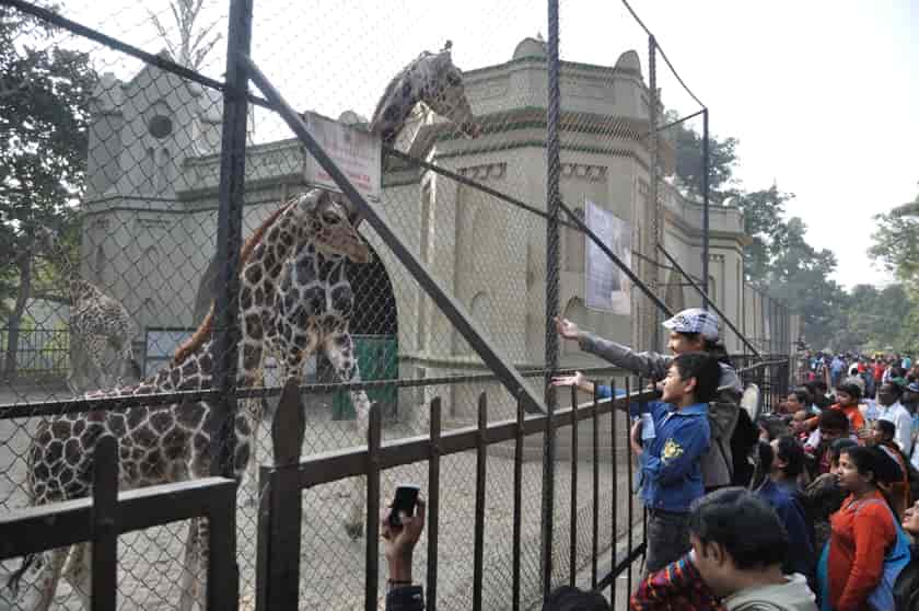 Hangout Places In Kolkata (কলকাতার কাছে ঘোরার জায়গা) -50 Places To Visit In Kolkata 8 Alipore Zoo