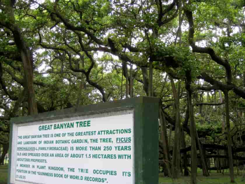 Hangout Places In Kolkata (কলকাতার কাছে ঘোরার জায়গা) -50 Places To Visit In Kolkata 42 Botanical Garden