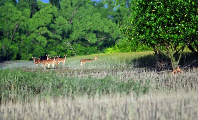 Tourist Places in West Bengal (পশ্চিমবঙ্গের জনপ্রিয় বেড়ানোর জায়গা) 4 Sundarban