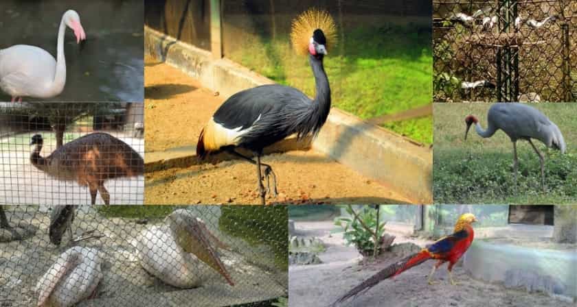 Alipore Zoo Kolkata (কলকাতার আলিপুর চিড়িয়াখানা) 4 Birds of Alipore zoo