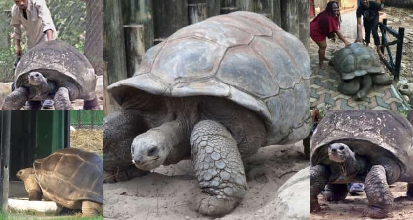 Alipore Zoo Kolkata (কলকাতার আলিপুর চিড়িয়াখানা) 5 Adwaita