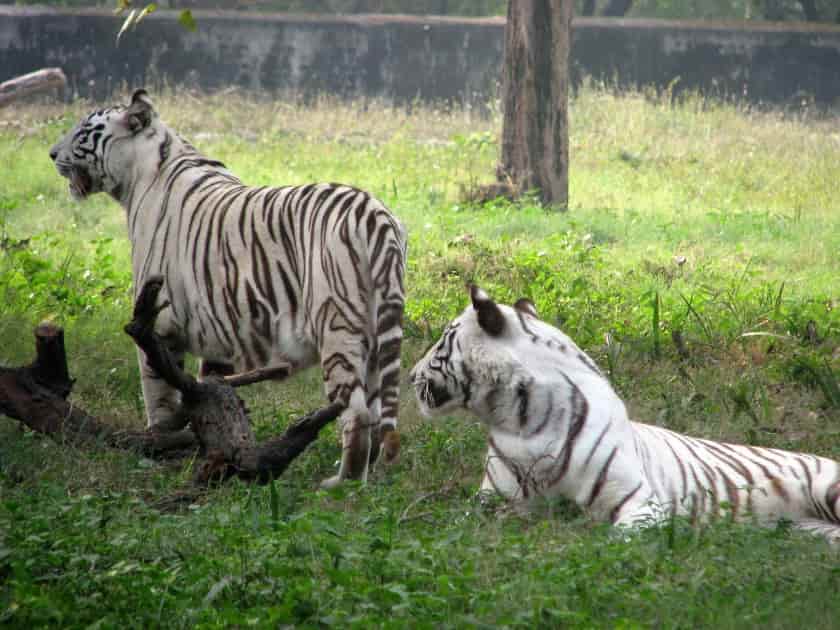 Alipore Zoo Kolkata (কলকাতার আলিপুর চিড়িয়াখানা) 2 Alipore zoo tiger