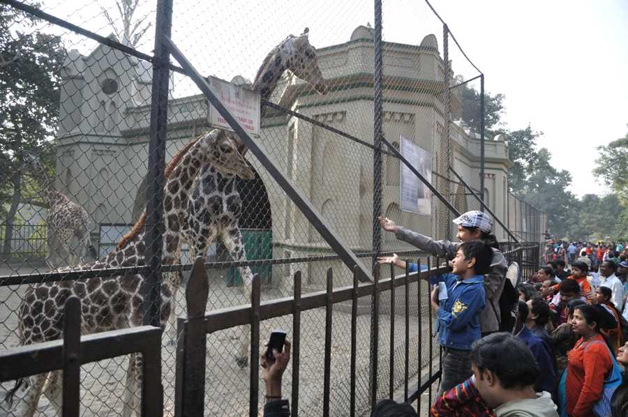 Alipore zoological garden