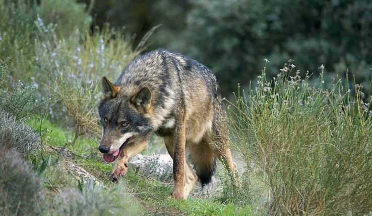 আইবেরিয়ান নেকড়ে Iberian wolf 1 আইবেরিয়ান নেকড়ে Iberian wolf 2