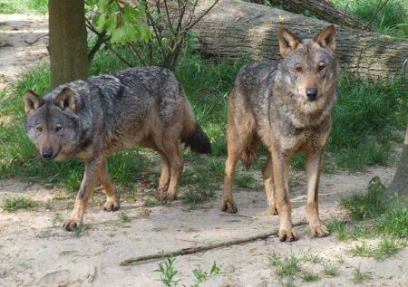 আইবেরিয়ান নেকড়ে Iberian wolf আইবেরিয়ান নেকড়ে Iberian wolf 4