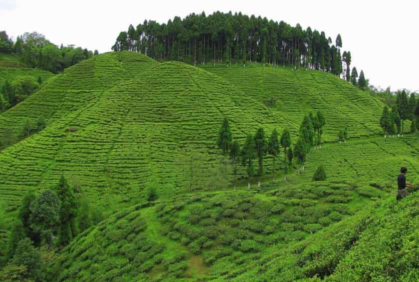 Tourist Places in West Bengal (পশ্চিমবঙ্গের জনপ্রিয় বেড়ানোর জায়গা) 16 Tea Garden