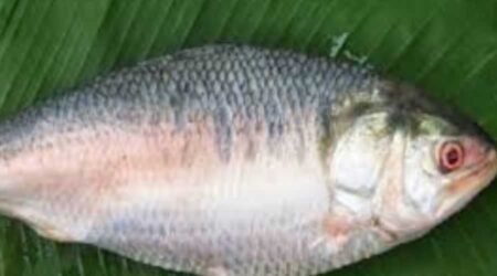 বাঙ্গালীর ইলিশ; ইলিশের বাঙ্গালী-ইলিশের সাতকাহন বাঙ্গালীর ইলিশ; ইলিশের বাঙ্গালী-ইলিশের সাতকাহন 8