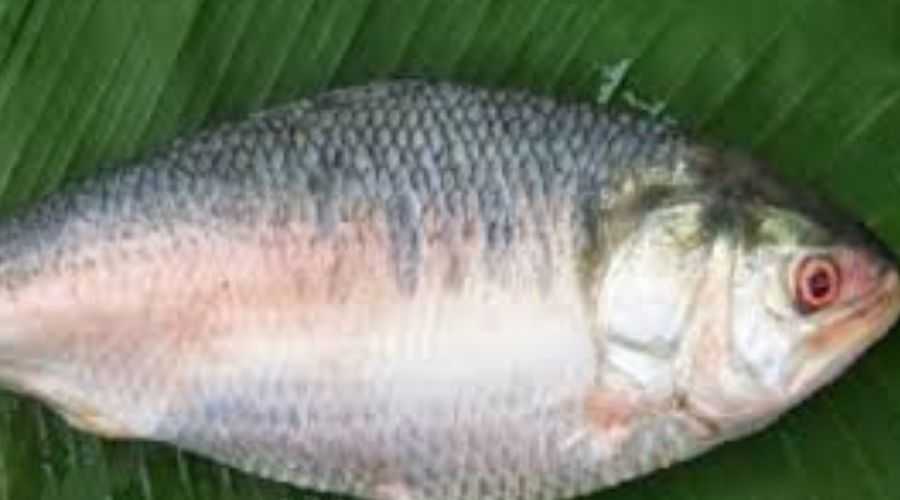 বাঙ্গালীর ইলিশ; ইলিশের বাঙ্গালী-ইলিশের সাতকাহন বাঙ্গালীর ইলিশ; ইলিশের বাঙ্গালী-ইলিশের সাতকাহন 1