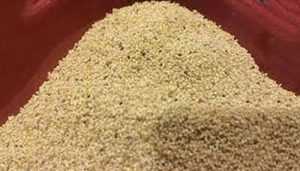 ঘটির পোস্ত, বাঙ্গালীর পোস্ত; পোস্তই আমাদের : পোস্তের সাতকাহন 1 ঘটির পোস্ত, বাঙ্গালীর পোস্ত; পোস্তই আমাদের : পোস্তের সাতকাহন 1