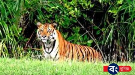 বাংলাদেশের ভ্রমণ স্থান, সুন্দরবনের কয়েকটি উল্লেখযোগ্য যায়গা: কোথায় থাকবেন, কিভাবে যাবেন? বাংলাদেশের ভ্রমণ স্থান