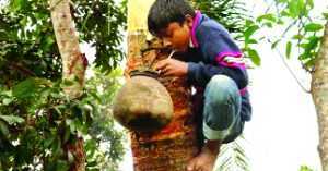 খেজুর সভ্যতার বিকাশের সাথে অন্যতম ফল, এ ফলে যেমন রয়েছে হাজারো উপকারিতা 5 খেজুর সভ্যতার বিকাশের সাথে অন্যতম ফল, এ ফলে যেমন রয়েছে হাজারো উপকারিতা 3